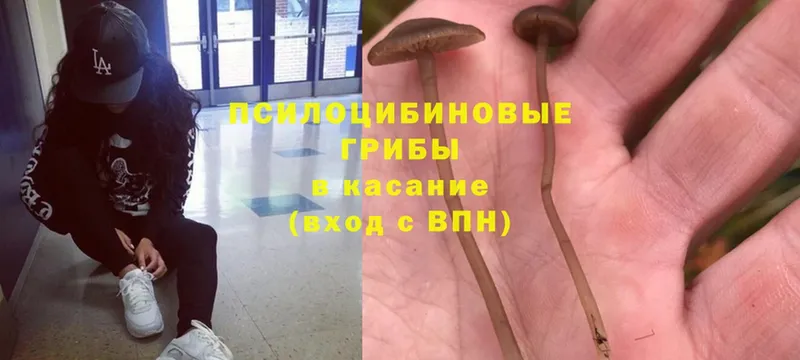 Галлюциногенные грибы Psilocybine cubensis  Ужур 